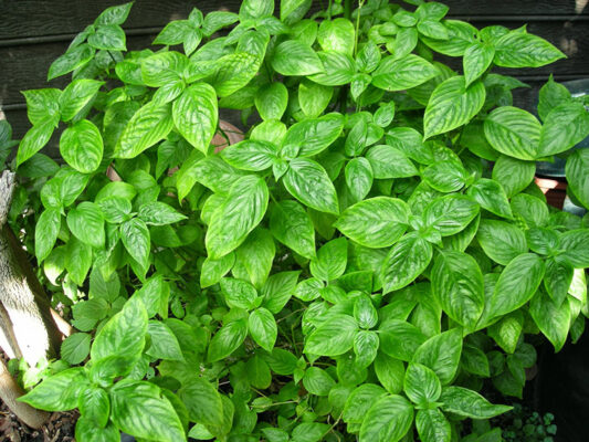 Lá cẩm nhật là gì?