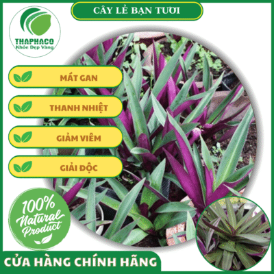 Công dụng của cây lẻ bạn