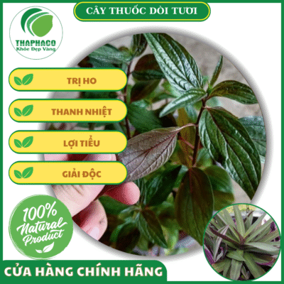 Địa chỉ bán cây thuốc dòi tươi giá rẻ tại TPHCM