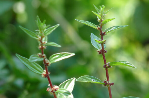 Một số công dụng của cây thuốc dòi tươi