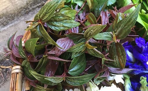 Công dụng của dòi tím tươi