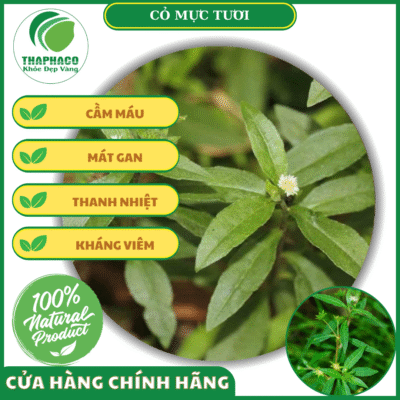 Công dụng của cỏ mực tươi