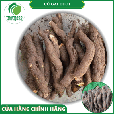 Sản phẩm củ gai tươi Thaphaco