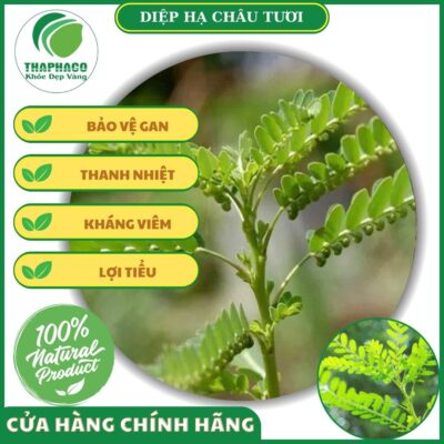 Sản phẩm diệp hạ châu của Thaphaco