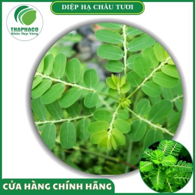 mua diệp hạ châu giá rẻ tại TPHCM