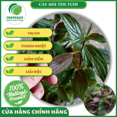 Sản phẩm dòi tím tươi của Thaphaco