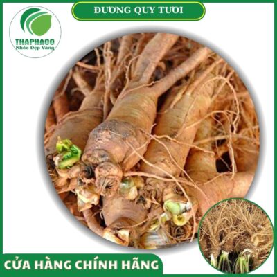 Cách sử dụng đương quy tươi