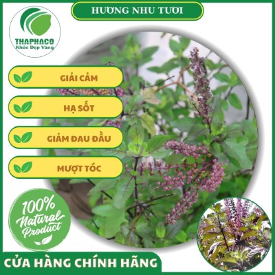 Công dụng của hương nhu