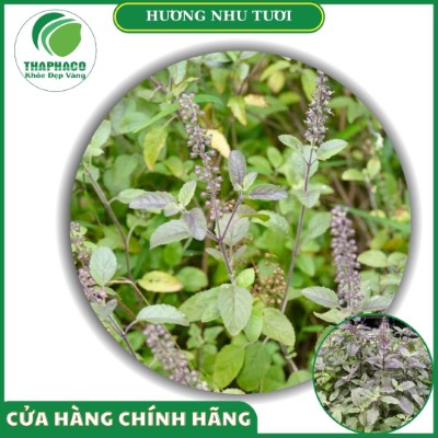 Hương nhu tươi của Thaphaco