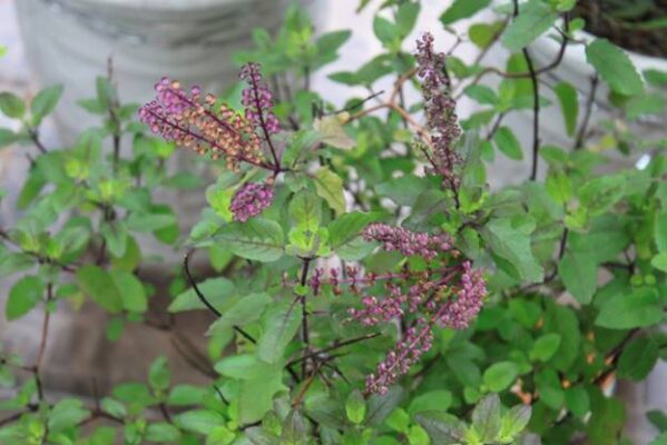 Hương nhu là gì?