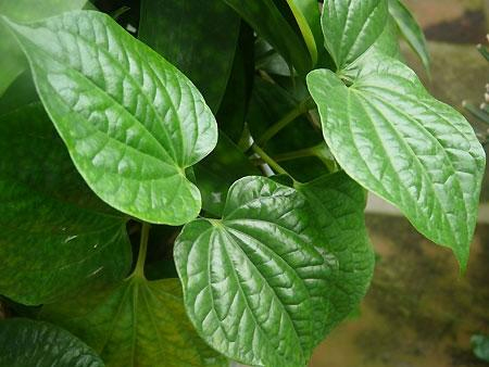 Đặc điểm của lá trầu không