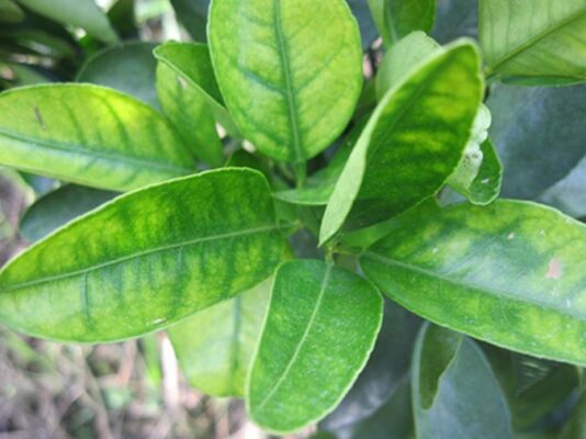 Công dụng của lá bưởi tươi