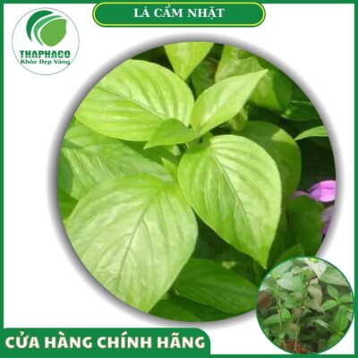Công dụng của lá cẩm nhật tươi