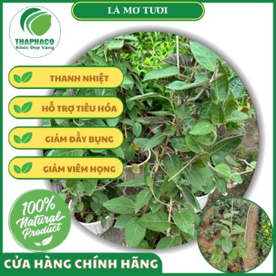 Một số bài thuốc dân gian từ lá mơ