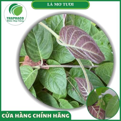 Sản phẩm lá mơ tươi của Thaphaco