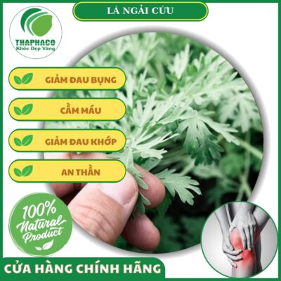 Một số tác dụng của ngải cứu với dân gian