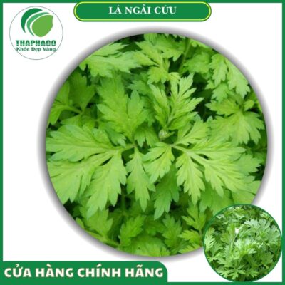 Sản phẩm ngải cứu tươi của Thaphaco