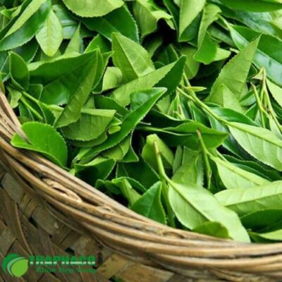 Đặc điểm của lá trà xanh tươi