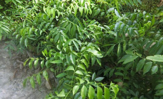 Lá móc mật là gì?