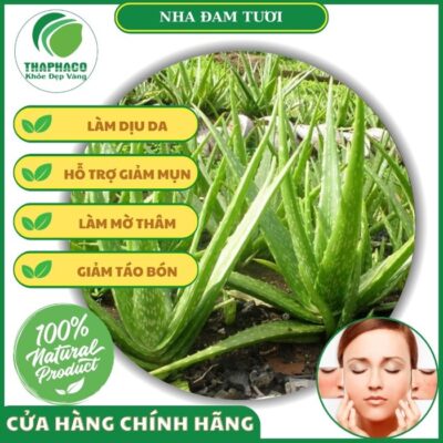 Lợi ích nổi bật của nha đam tươi
