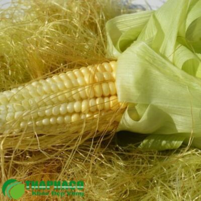 Giới thiệu chung về rau bắp (râu ngô)