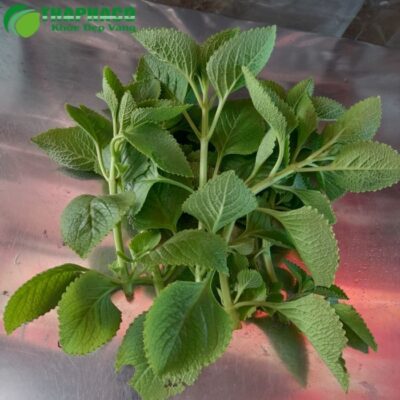 Tần dày lá là gì?