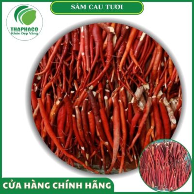 Sản phẩm sâm câu tươi của Thaphaco