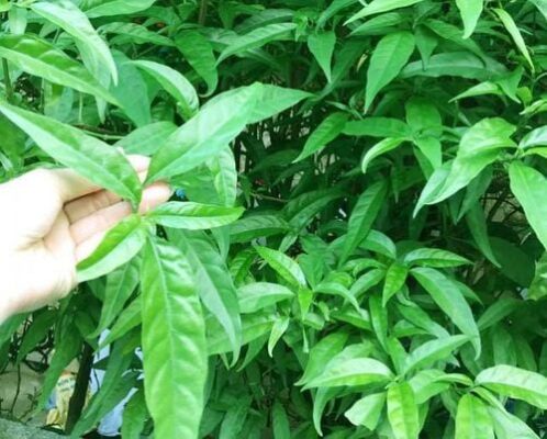 Lợi ích của cây xương khỉ tươi