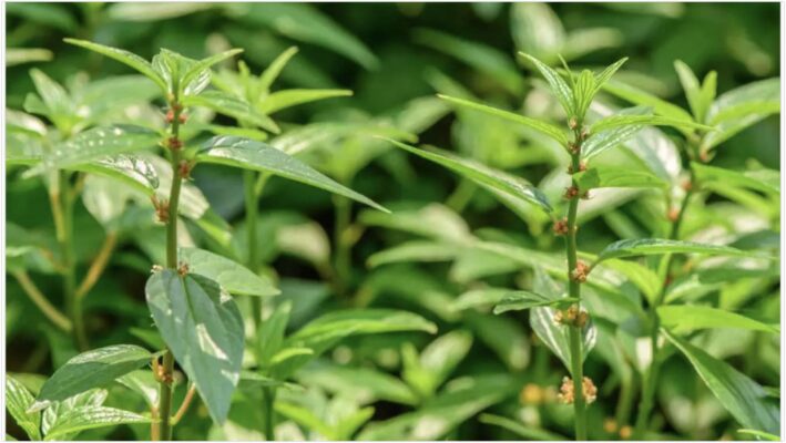 Cam kết của Thaphaco khi khách hàng mua dòi tím tươi