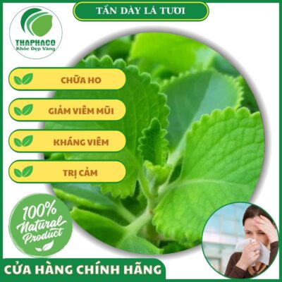 Một số tác dụng của tần dày lá