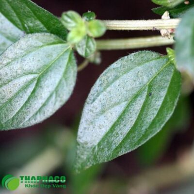 Cây bọ mắm tươi