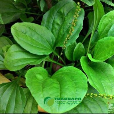 Cây mã đề là gì?