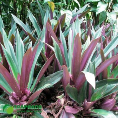 Cây lẻ bạn là gì?