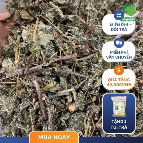 Hình ảnh cây chè dây tươi tự nhiên, lá xanh mướt