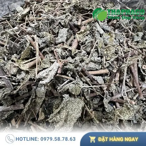 Chè dây khô đã được sơ chế sạch sẽ, chất lượng cao