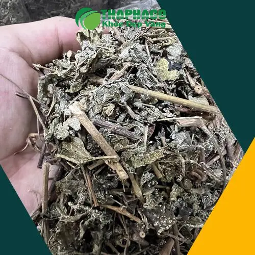 Chè dây Thảo Dược Tươi THAPHACO sẵn sàng để pha và thưởng thức