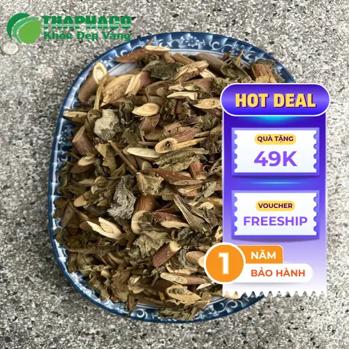 Lá Bạch Đồng Nữ tươi sau khi thu hoạch