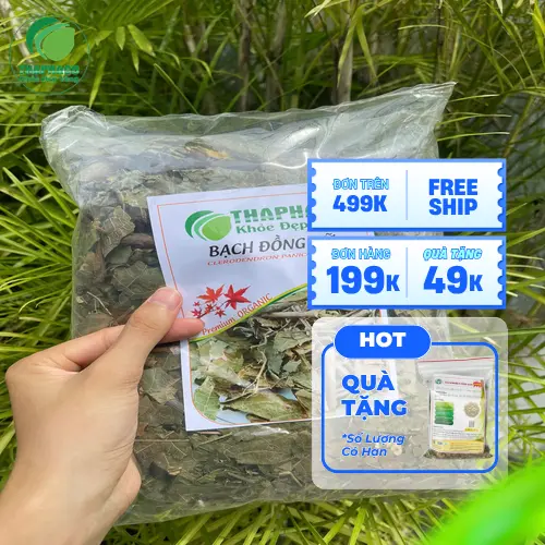 Lá Bạch Đồng Nữ được sử dụng trong y học cổ truyền