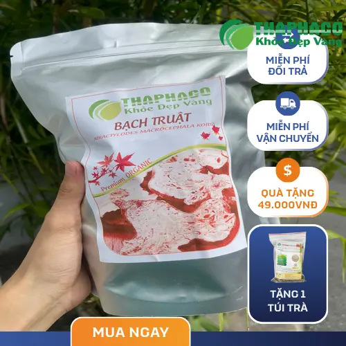 Hình ảnh cây bạch truật tươi