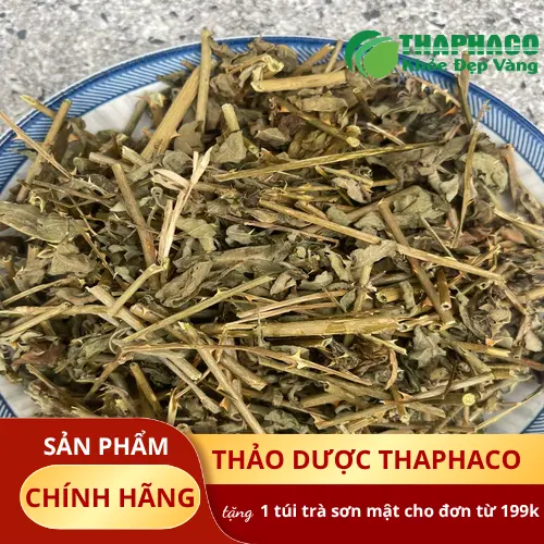 Hình ảnh cây cà gai leo tươi tại Thảo Dược Tươi THAPHACO