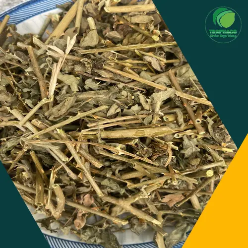Cà gai leo giúp tăng cường sức khỏe lá gan và đề kháng