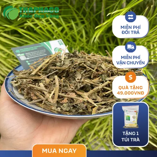 Thảo Dược Tươi THAPHACO - Thương hiệu cung cấp cà gai leo uy tín