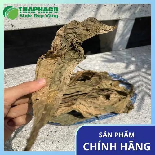 Lá Khôi Tía tươi THAPHACO