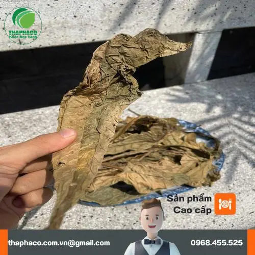 Lá khôi tía tươi và khô tại Thảo Dược Tươi THAPHACO