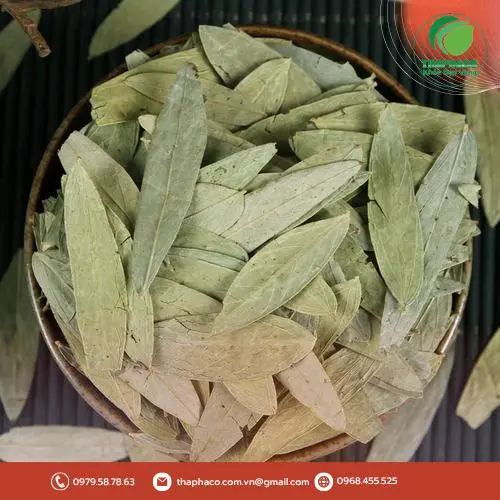Trà Phan Tả Diệp hỗ trợ tiêu hóa