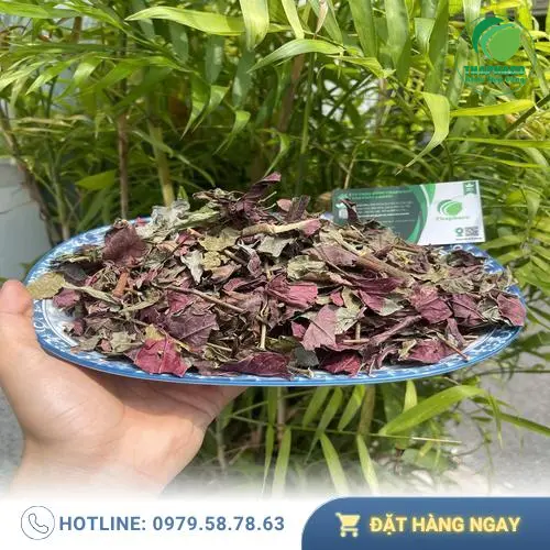 Lá đơn đỏ tươi xanh tại Thảo Dược Tươi THAPHACO, sẵn sàng hỗ trợ điều trị viêm da cơ địa