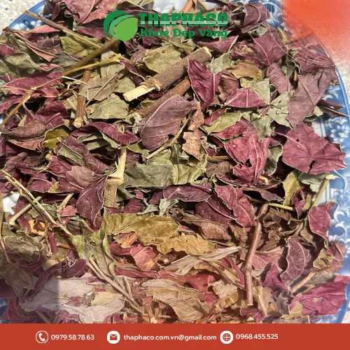 Lá đơn đỏ tươi xanh tại Thảo Dược Tươi THAPHACO