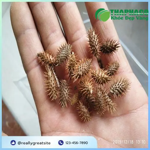Cách dùng ké đầu ngựa đơn giản và hiệu quả tại nhà