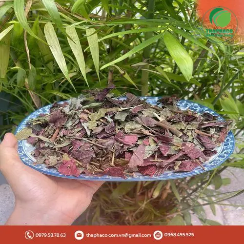 Cách sắc lá đơn đỏ tươi để uống trị bệnh
