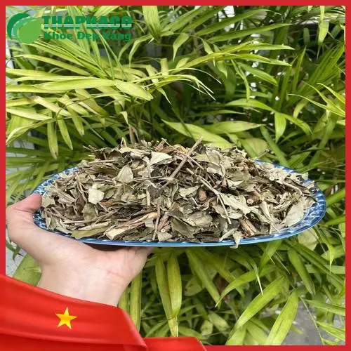 Khổ Sâm đã được sơ chế và phơi khô